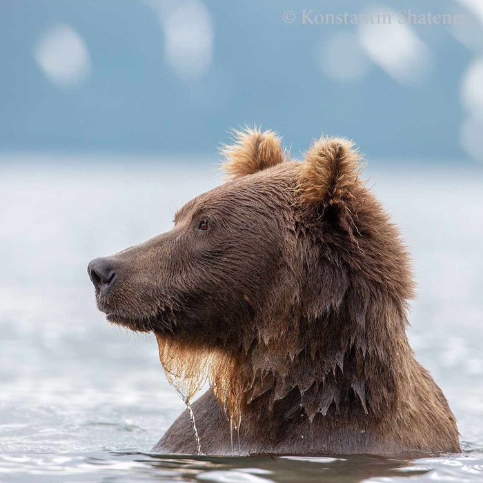 Курносенький