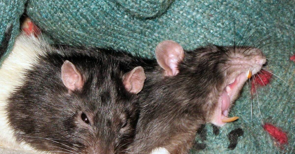 Во сне кусают крысы к чему снятся