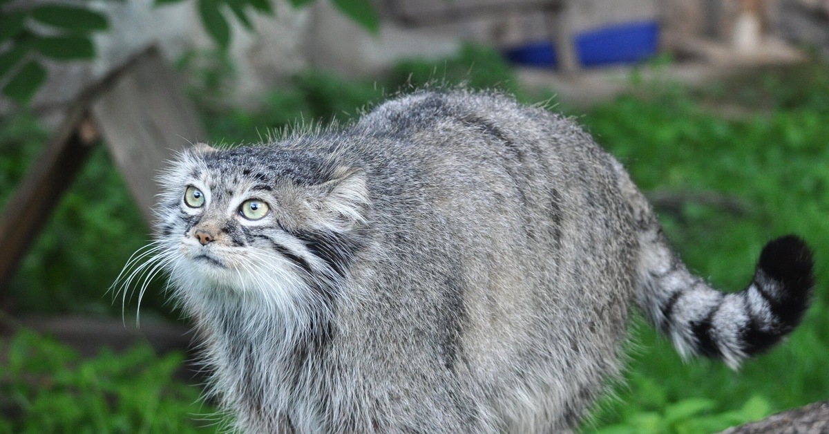 Коты манулы. Лесной кот Манул. Манул в Московском зоопарке. Дальневосточный Манул. Манул домашний.