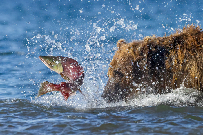 Рыбий форсаж