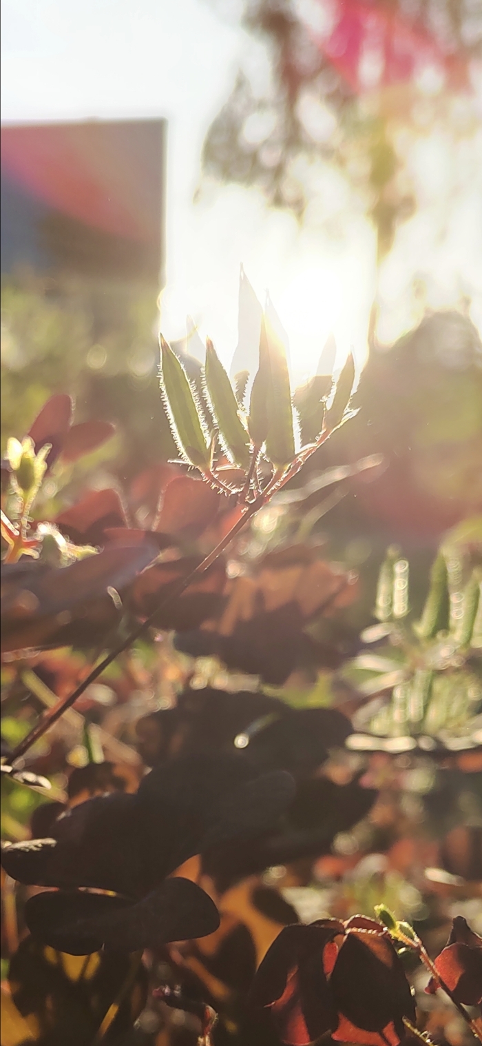 ������� �����