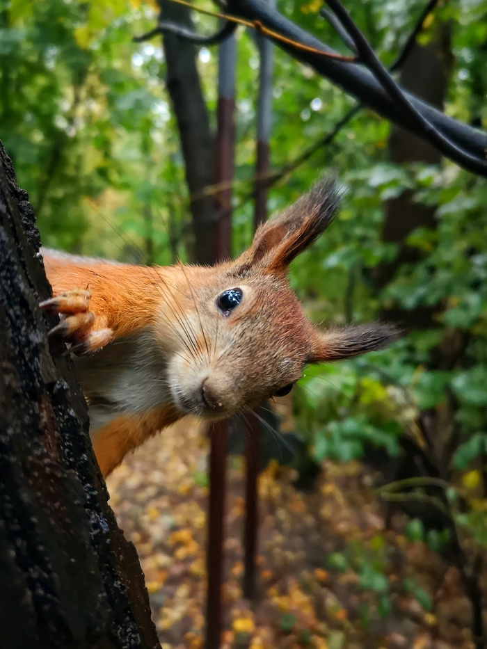 Поймал белочку
