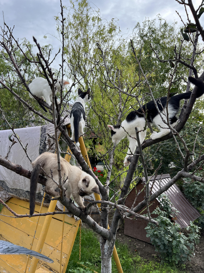 Перелётные птицы