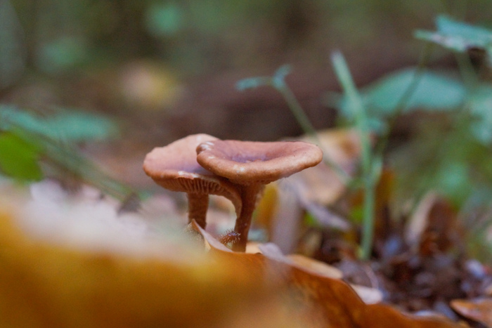    macro , , , , Sony, Minolta, 