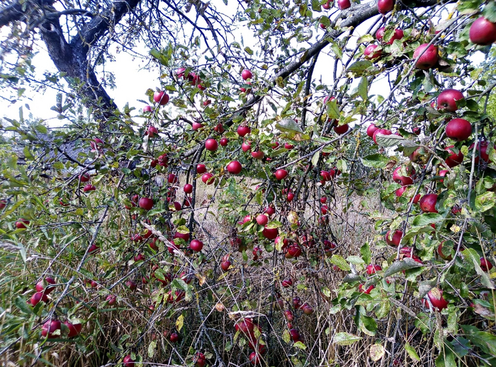 Старый яблоневый сад Сад, Фотография, Яблоня, Длиннопост