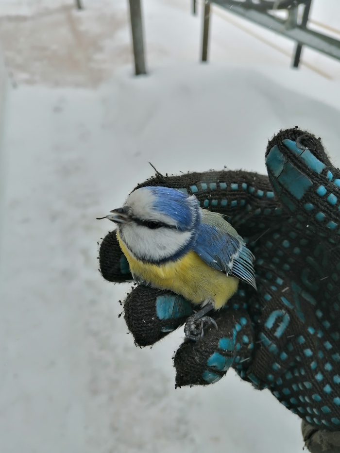 Птичка-невеличка