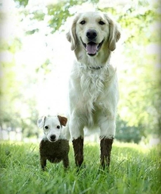 Когда твой высокий друг говорит, что и тут пройти можно...