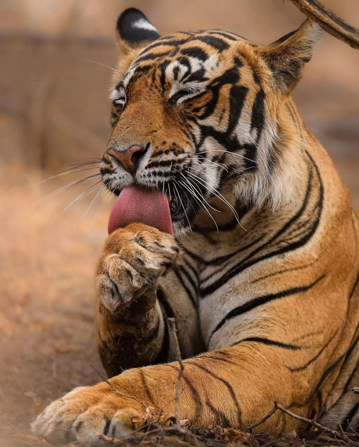Целительный лизь Бенгальский тигр, Лизь, Красивое, Большие кошки, Семейство кошачьих, Тигр, Дикие животные, Хищные животные, Фотография, Язык