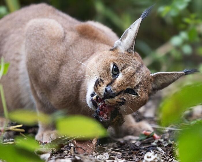 Время ужина