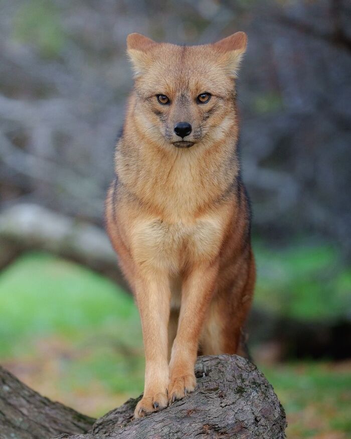 Андская лисица Лиса, Псовые, Хищные животные, Млекопитающие, Животные, Дикие животные, Дикая природа, Природа, Патагония, Южная Америка, Фотография