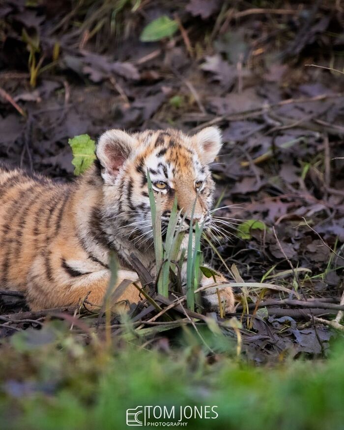 Замаскировался