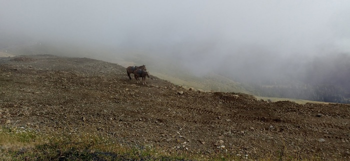Лошади в горах Лошади, Горы, Фотография
