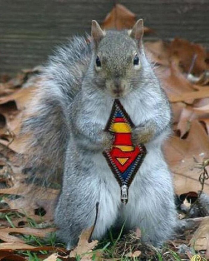 Петропавловские белки помогли высадить дубовую рощу