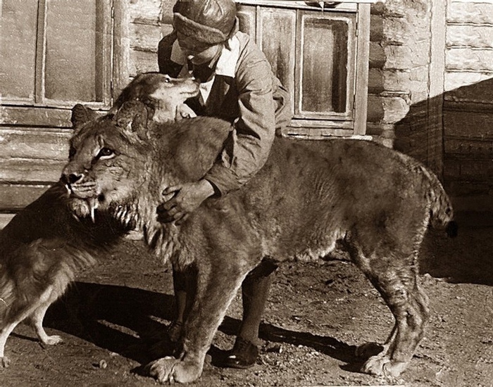 СМИЛОДОН - КОШКА С КЛЫКАМИ-САБЛЯМИ