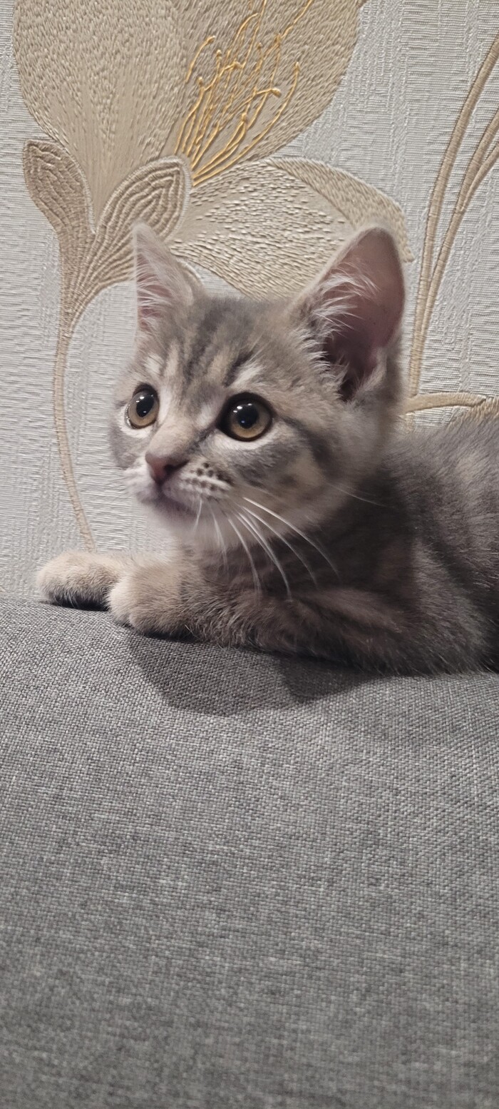 �� ��,� �� ��