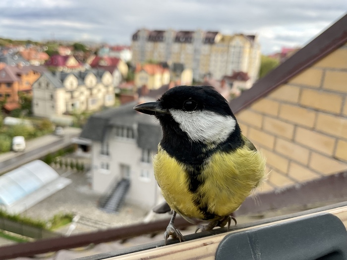 Синица на подоконнике