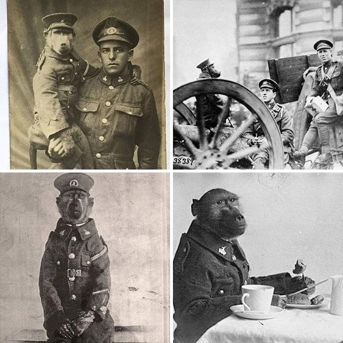 Капрал Джеки- боевой бабуин с Первой Мировой войны Первая мировая война, Бабуины, Фотография