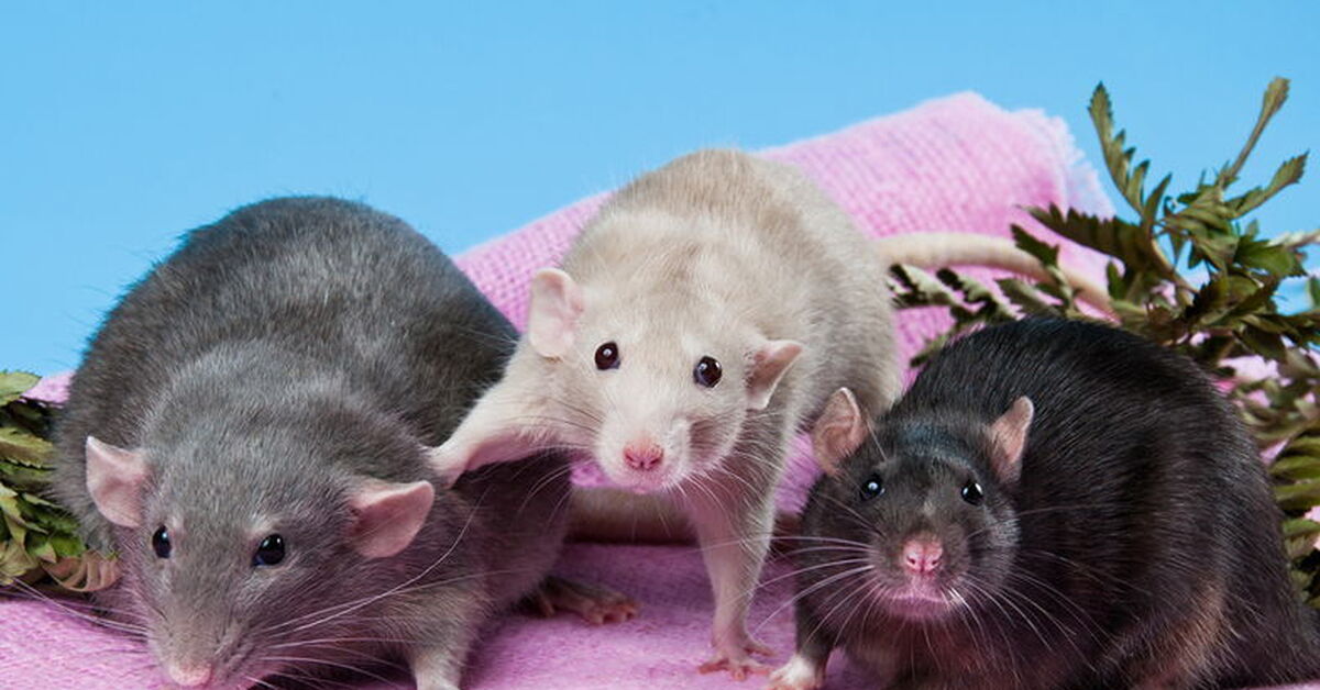 Включи 3 мышей. Крыса. 3 Крысы. 3 Милые крысы. 3 Крысы подружки.