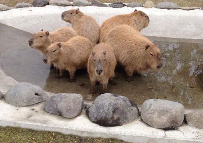 ���������� ����� �������