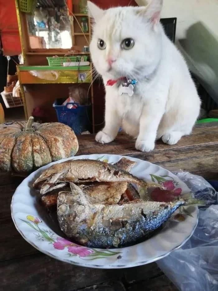 А где моя порция? Кот, Еда, Рыба, Домашние животные