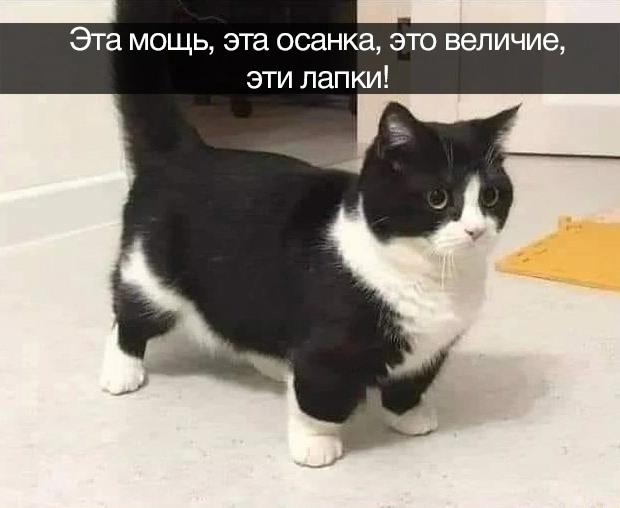 Идеальный образец | Пикабу