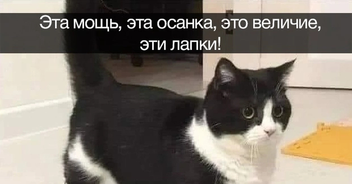 Идеальный образец | Пикабу