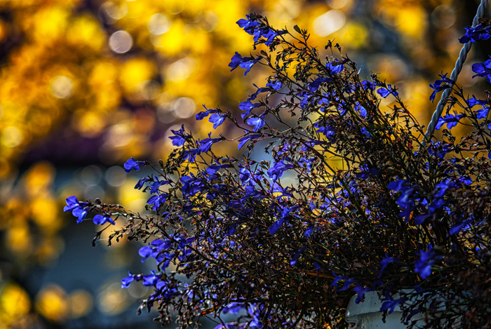 Цветы на фоне осени Nikon, Уличная фотография, Прогулка по городу, Цветы