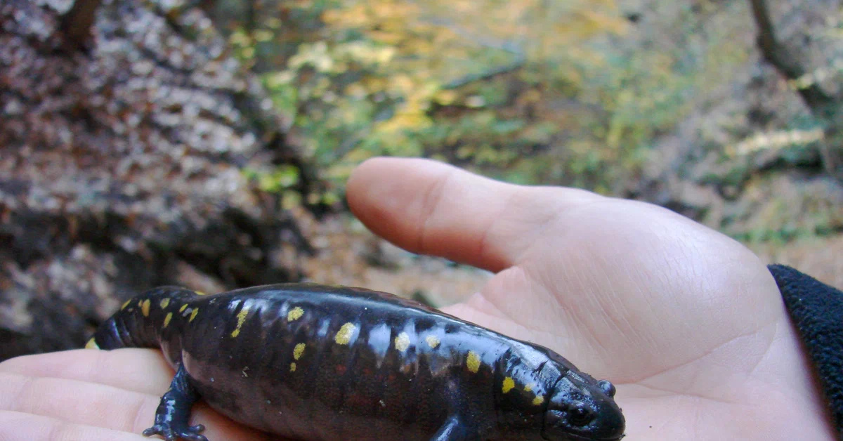 Амбистома фото. Желтопятнистая амбистома. Амфибии. Ambystoma mabeei. Симбиоз Саламандры и водоросли.