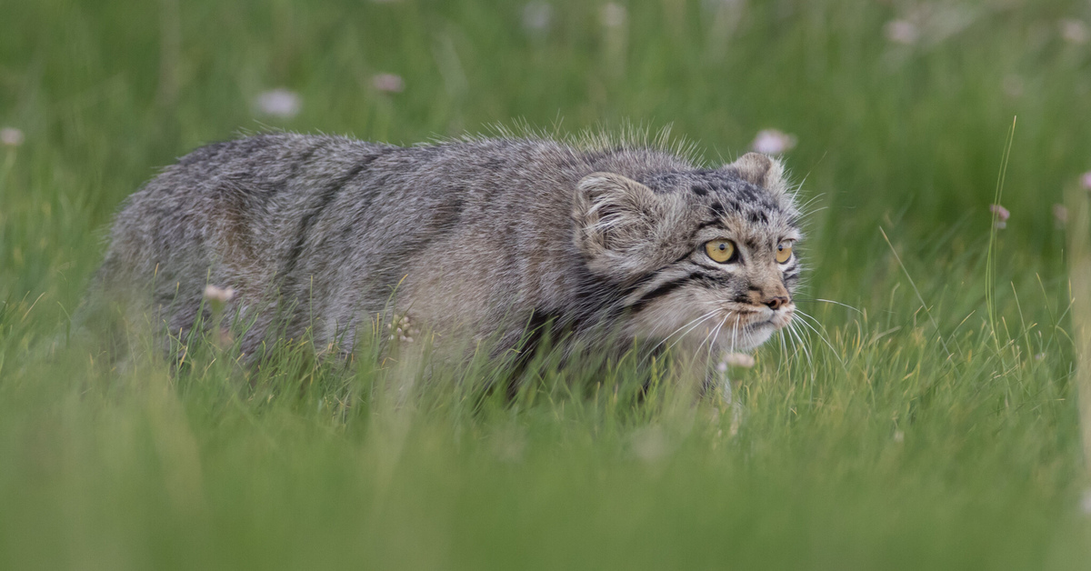 Кошка поле. Манул. Манул хищник. Хищный кот Манул. Кот Манул в дикой природе.