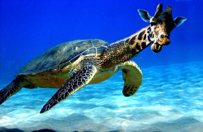 ����������� �����