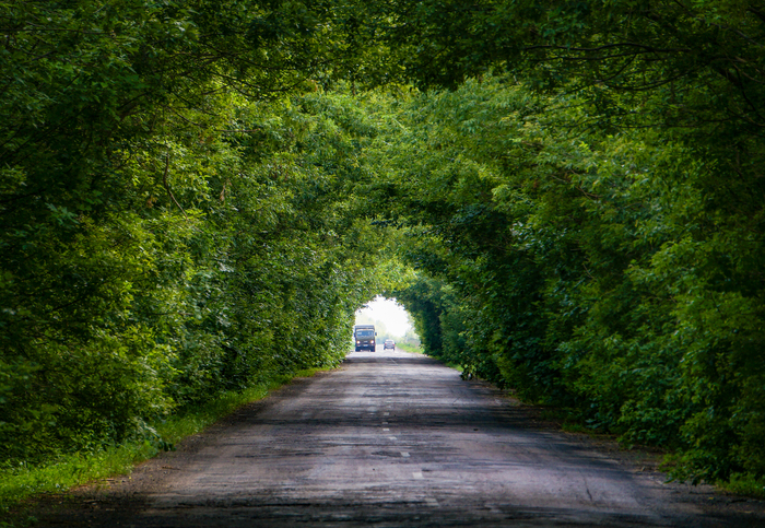 Зелёный тоннель Российские дороги, Тоннель, Природа России, Воронежская область, Фотография