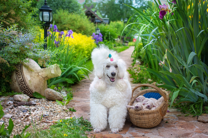 А у нас 8 щенков