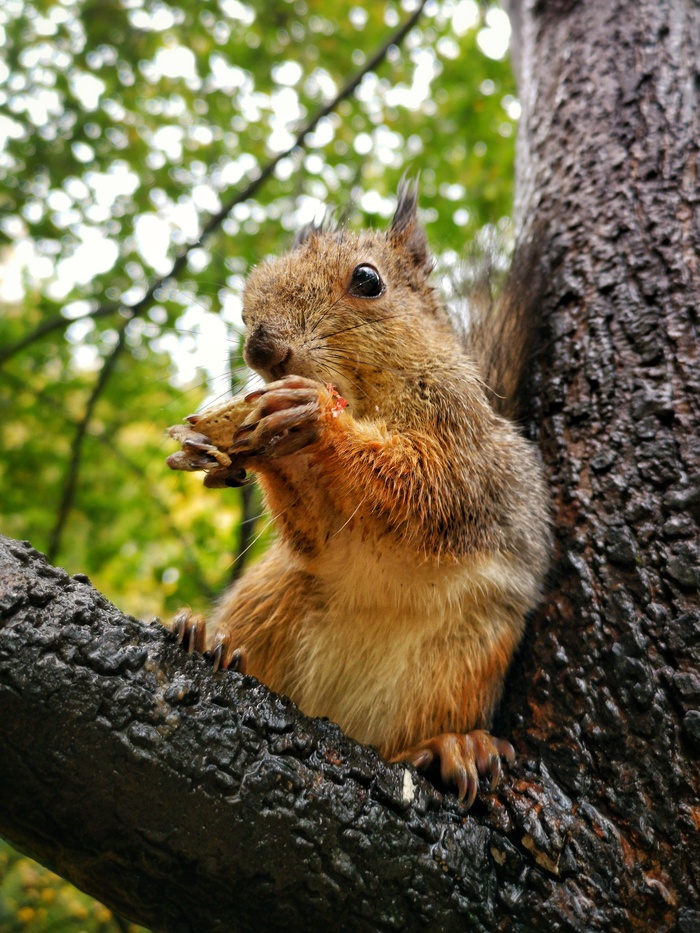 Мокрая белка