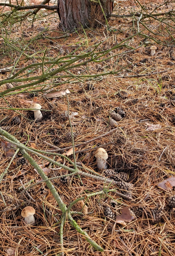 Сегодня только белые! Тихая охота, Грибы, Грибники, Осень, Длиннопост, Германия, Саксония-ангальт