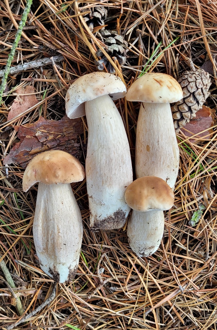 Сегодня только белые! Тихая охота, Грибы, Грибники, Осень, Длиннопост, Германия, Саксония-ангальт