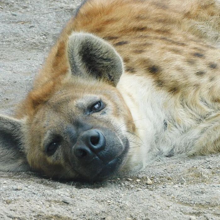Спокойной ночи! Пятнистая гиена, Гиена, Хищные животные, Млекопитающие, Животные, Дикие животные, Зоопарк, Фотография, Сон