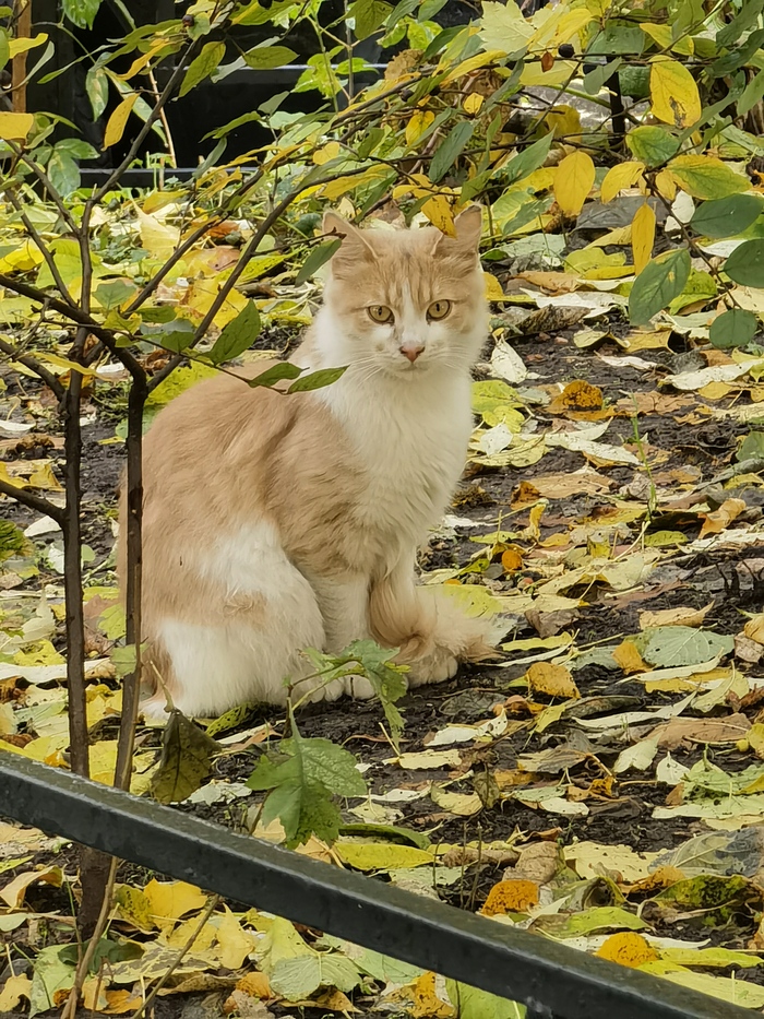 ������� ���������� �����