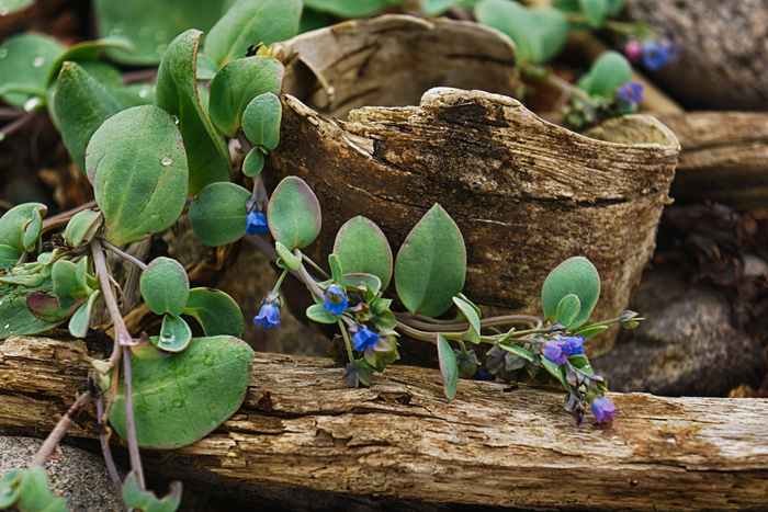 У самой кромки прибоя