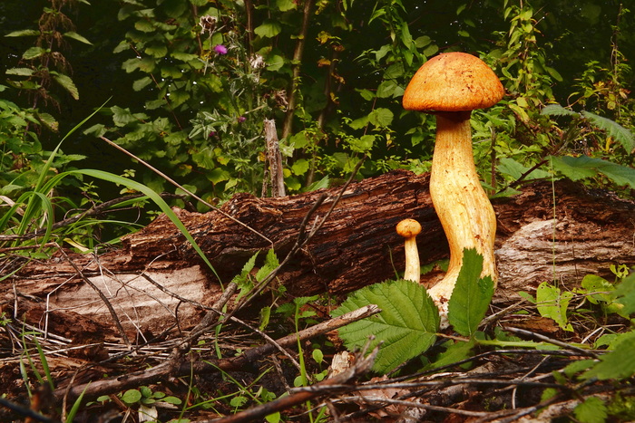 Гриб огнёвка