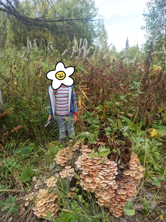 Закрытие грибного сезона