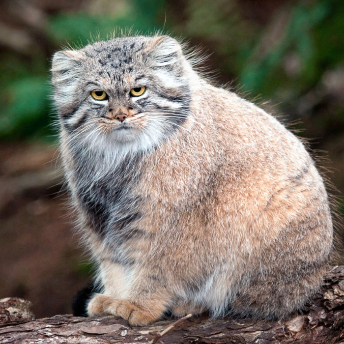 �������, �� ������������