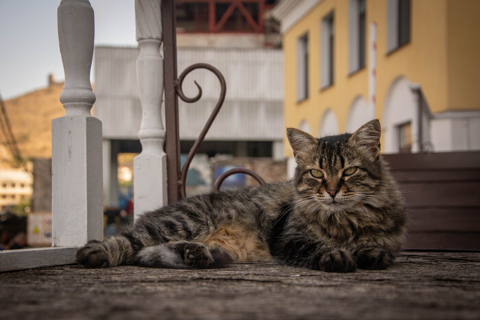 Ответ на пост «Моя лучшая фотография кота»