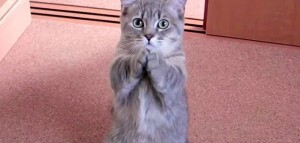 Про манулов и вот все это