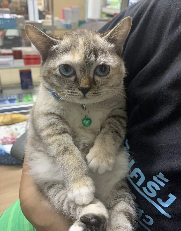 Хозяйственный кот