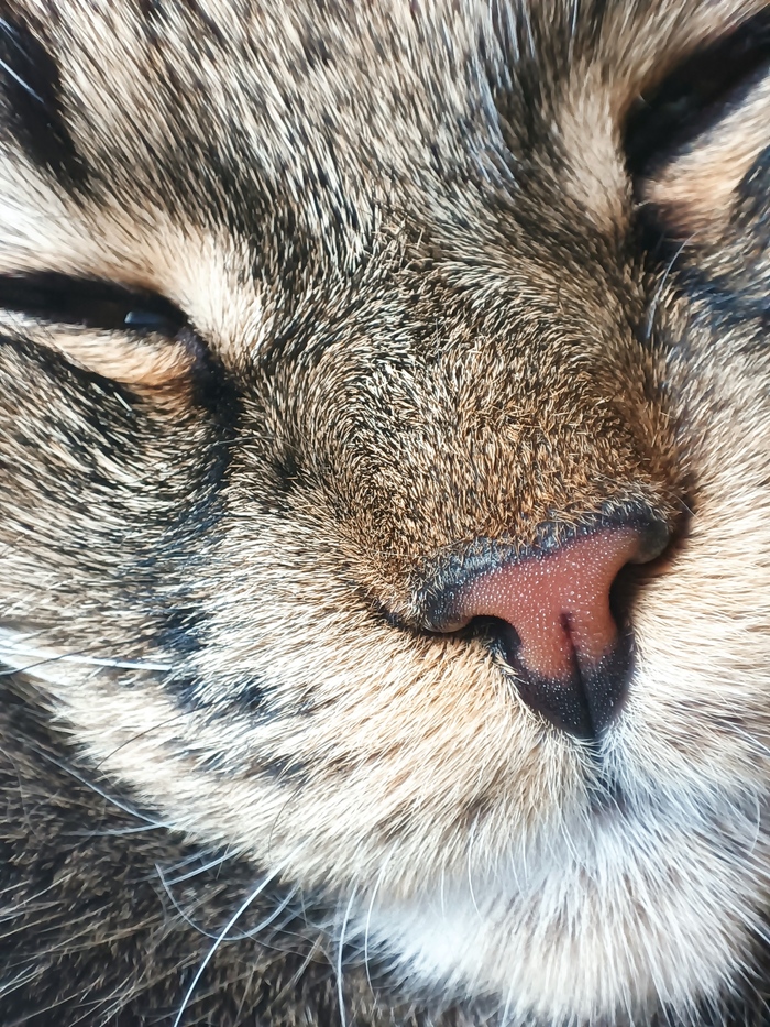 Кошья пуцка