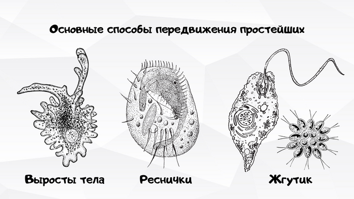 Одноклеточные с плёткой. Немного о жгутиконосцах Биология, Научпоп, Наука, Ученые, Длиннопост, Видео, YouTube