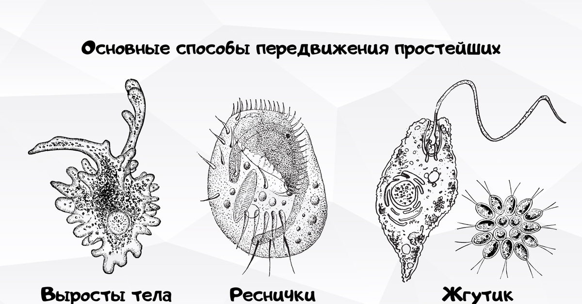 Рассмотрите рисунок на с 104 какие приспособления имеют одноклеточные для передвижения