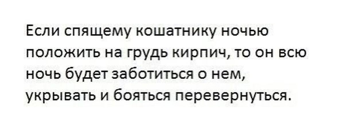 Положите на ночь. Если спящему кошатнику ночью. Если спящему кошатнику ночью положить. Если на кошатника ночью положить кирпич. Анекдот если спящему кошатнику ночью положить кирпич.