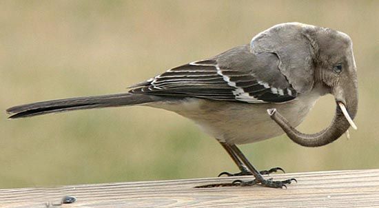 ������ ����