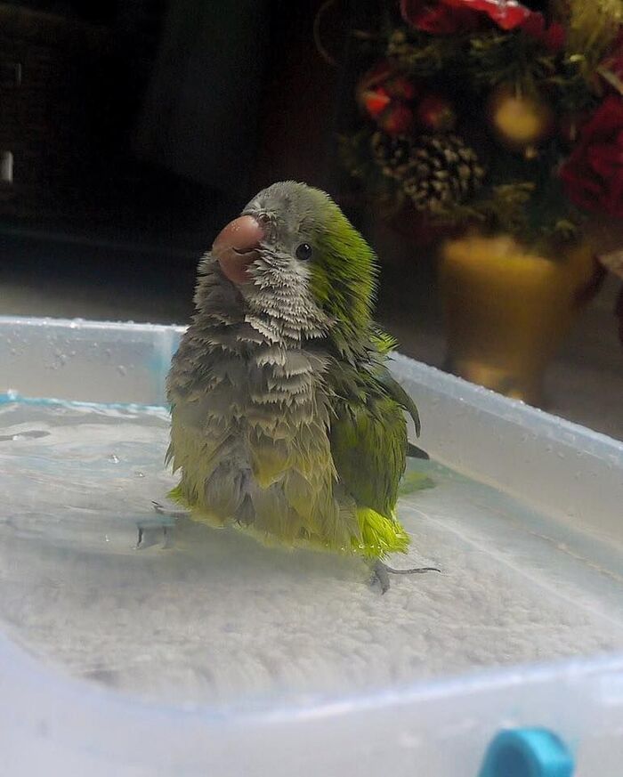 Попугайчики тоже любят водные процедуры)